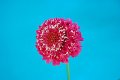 Scabiosa japonica Scarlet